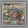 Chital ( Spotted Deer ) (1)